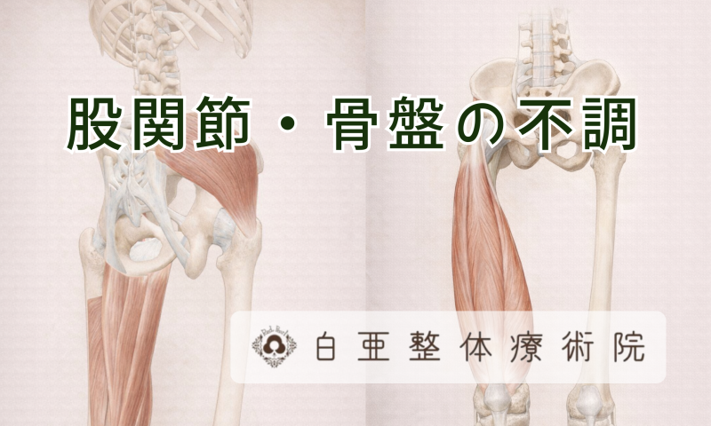 茨城県日立市の白亜整体療術院による「股関節・骨盤の不調」解説図解。筋肉の仕組みと原因について。