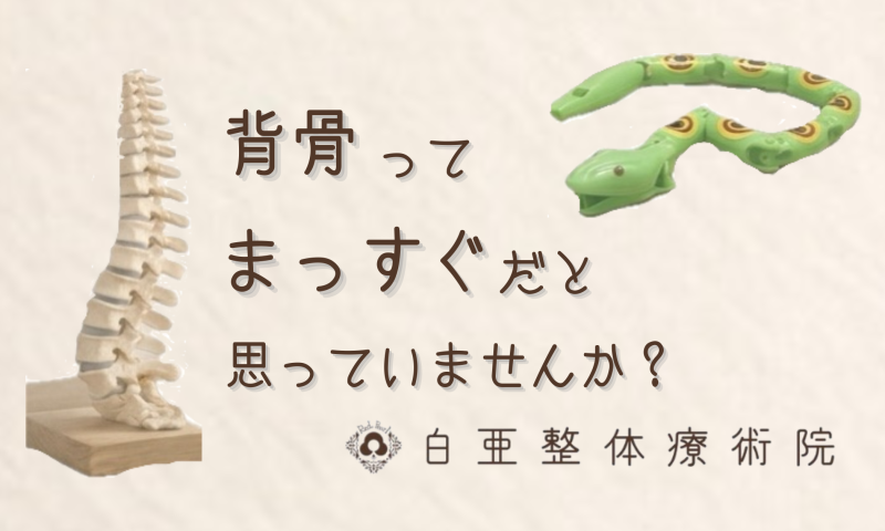 日立市で腰痛や身体の違和感に悩む方へ向けた、背骨の構造を解説するアイキャッチ画像。柔らかな光の中に、背骨の模型と、関節がつながりしなやかに動く緑色の蛇のおもちゃが並んでいます。中央には「子供の頃にあった へびのおもちゃに少し似ています。」という言葉と、白亜整体療術院のロゴが配置されており、身体の本来の動きを取り戻す大切さを表現しています。